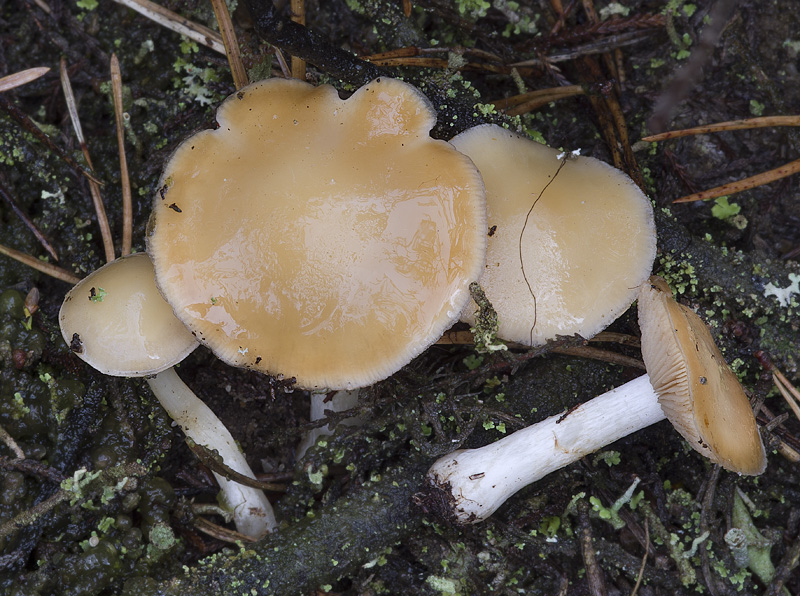 Cortinarius pluvius